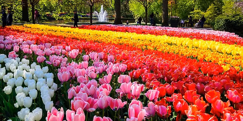 Departure Graf: Amsterdam & the Keukenhof Gardens