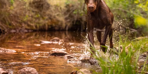 Ready, Set, Den Hunt! NASDA Workshop and Trial
