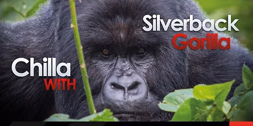 Chilla with Silverback Gorilla | Journey Across Rwanda + Uganda
