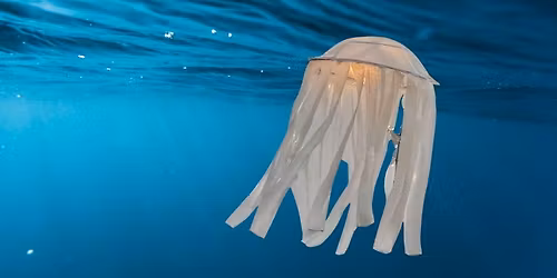 School Holidays: Jelly Joy Workshop - Newcastle City Library