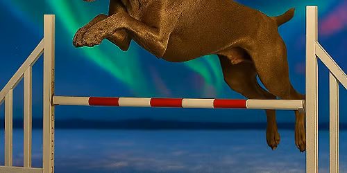 Southern MI Weimaraner Club January 22-25, 2026 Agility Trial