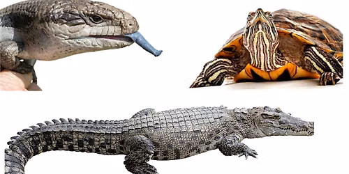 Reptile Awareness Day