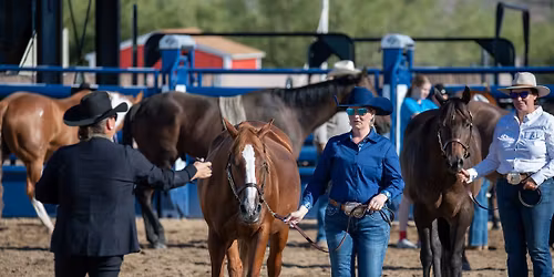 Scottsdale Saddle Club Horse Show