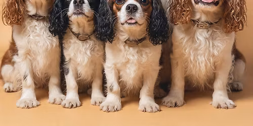 January McKinney, TX Meetup - Cavalier King Charles Spaniels