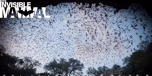 "The Invisible Mammal" Film Screening Event | Sycamore