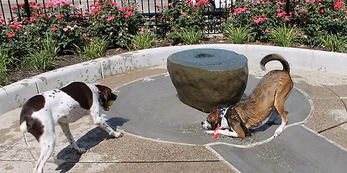 Parking Dogpark with Cardinal Bloom