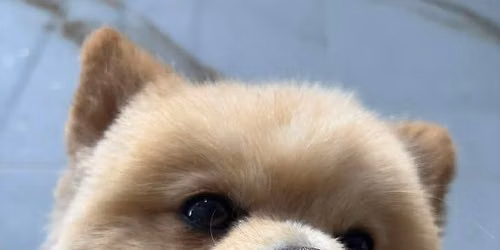 L\u2019hebdo des Animaux 