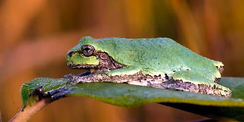 Let's Go Froggin! 