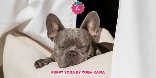 Puppy Yoga by Yoga Kawa Toronto Frenchies
