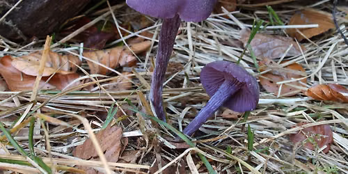 Les champignons de Grand-Laviers