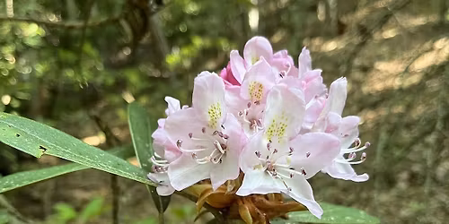 Spring Blooms Hike Series: Bottom Creek Gorge