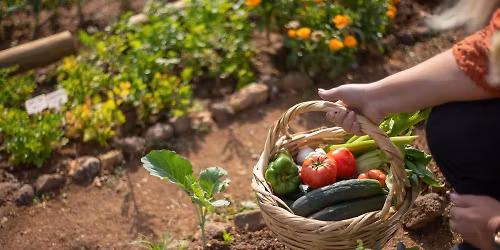 Basics of Vegetable Gardening