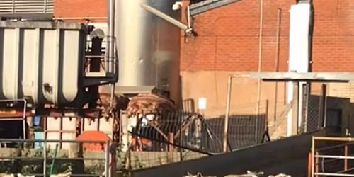 'Euro Quality' Lambs Vigil