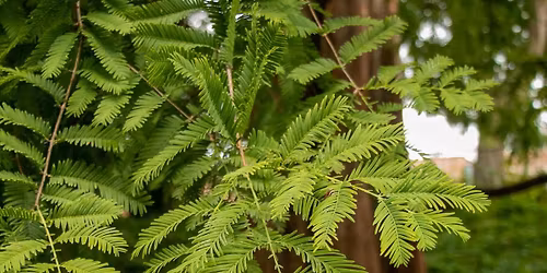 Beal Botanical Garden Tour: Forest Bathing