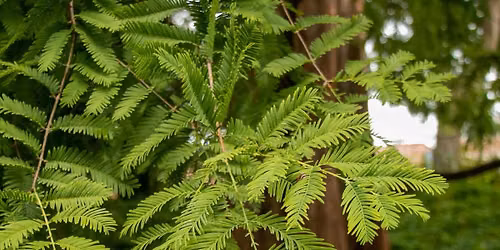 Beal Botanical Garden Tour: Forest Bathing