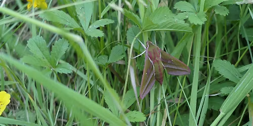 Moth Morning in Hunscote