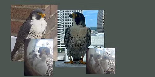Library Falcons!