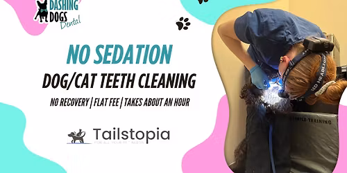 Dog & Cat Teeth Cleaning - Burnaby