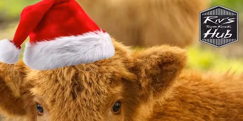 The Highland Cow is coming to Riv's!