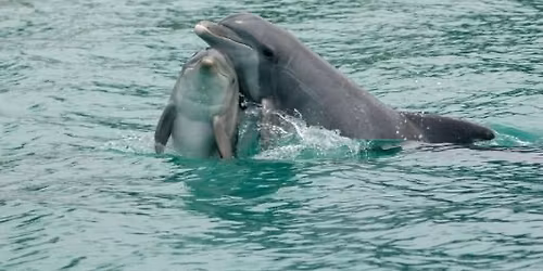 History on Tap: Dolphin Communication - Past, Present, and Future
