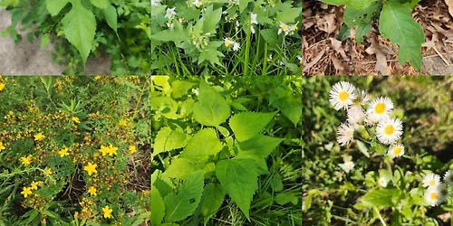 Plant Tour (Newark, DE): Wild and Weedy Plants in Suburbia: Garden & Park Interactions