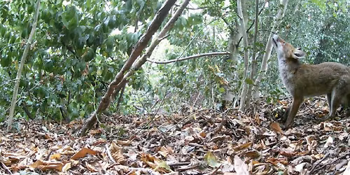 Wildlife Walks for Wellbeing