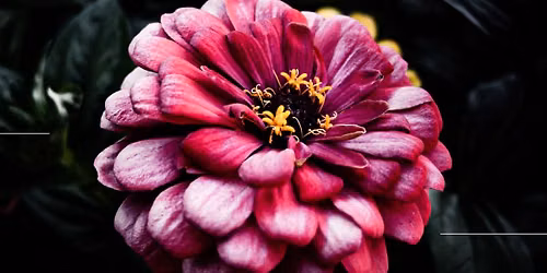 Bloemenconcert - Concert fleuri