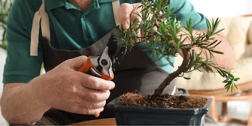 Bonsai Workshop