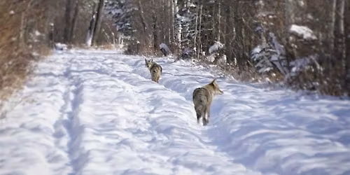 Coexisting with Coyotes (and other wildlife)