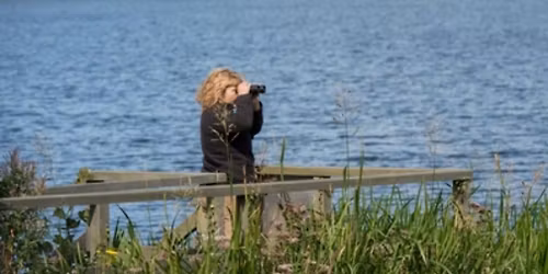 Swindon Wildlife Group: Cotswolds Water Park Birdwatch