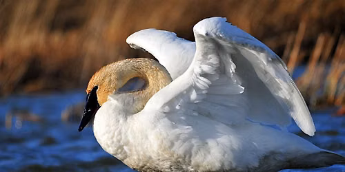 Winter Ducks and Geese of Skagit: Sunday Bird Walk Open to All