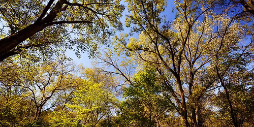 Yellow Walk in the Bonton Woods (NEW DATE) 