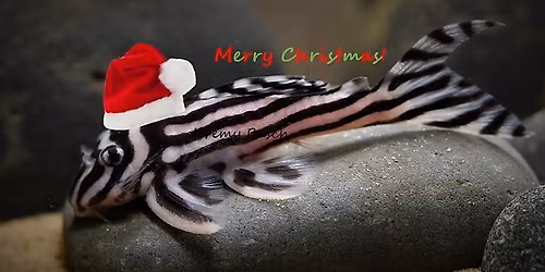 CAFE Holiday Swap and Party