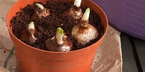 Growing Gardeners - Bulb Pots