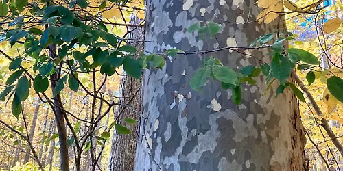 Bark, Leaves, and Seeds: A Tree ID Walk