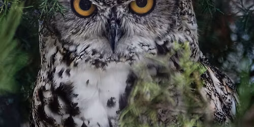 Twilight Tour at the Zoo