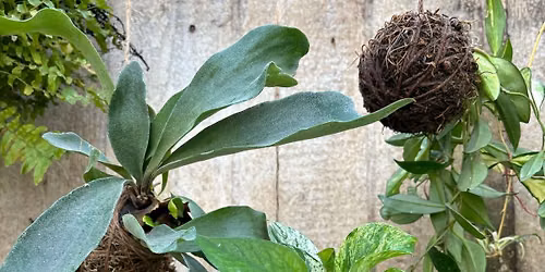 Kokedama Workshop 10\/11 11a