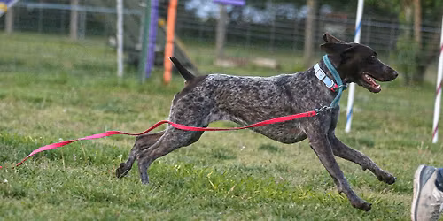 German Shorthaired Pointer Club of America AKC Trial (ALL BREEDS WELCOME)