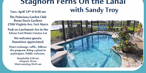 Staghorn Ferns on the Lanai