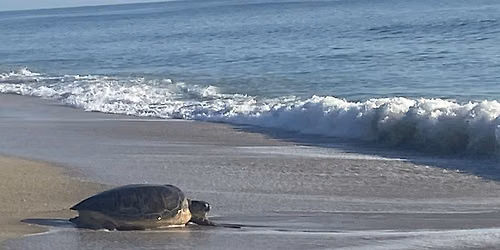 Sanctuary Story Time & Eco-Art: Sea Turtles!