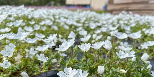 Spring Native Plant Sale & Open House