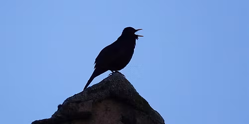 Dawn Chorus Walk @ Hogshaw Nature Reserve