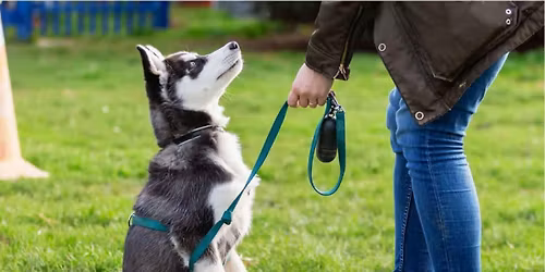 Free AKC Canine Good Citizen Exam