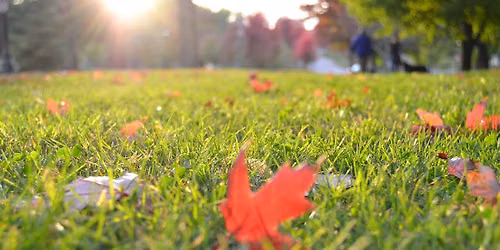 Fall Lawn Care- Westerly Library & Wilcox Park