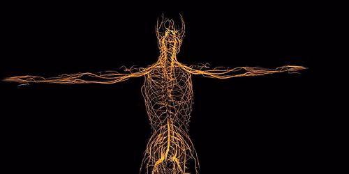  The Regulated Path: Learning to Regulate Your Nervous System (12-session Zoom series)