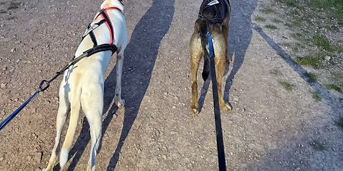 Sunday Social Run- Steam Mills Lake