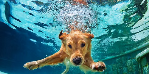 Annual Puppy Pool Paw-ty 2026