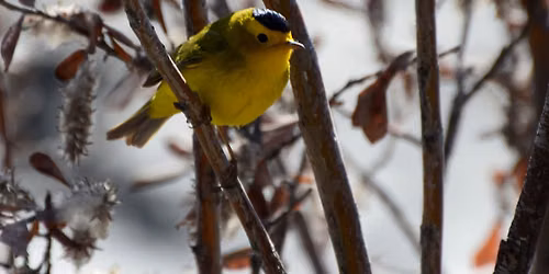Wetland birds along Chas\u00e0n Ch\u00f9a