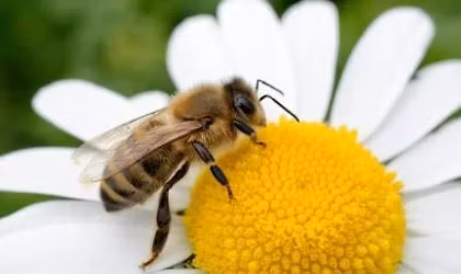 Buzz & Bloom: A Pollinator Planter Workshop