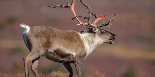 MFN Annual General Meeting